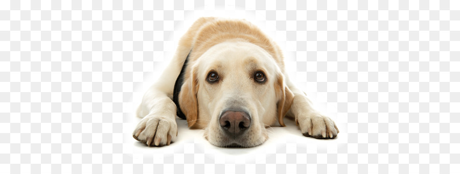 Le Labrador Retriever，Animal De Compagnie PNG