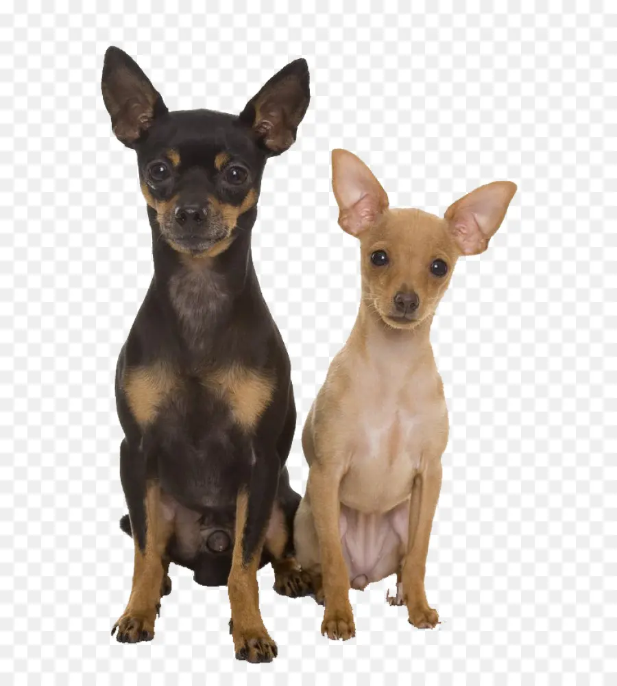 Pinscher Miniature，Prague Ratter PNG