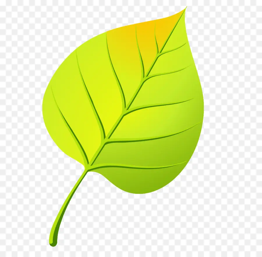 Feuilles，Vert PNG