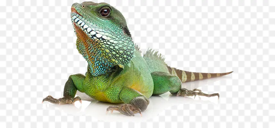 Commune D Iguanes，Reptile PNG