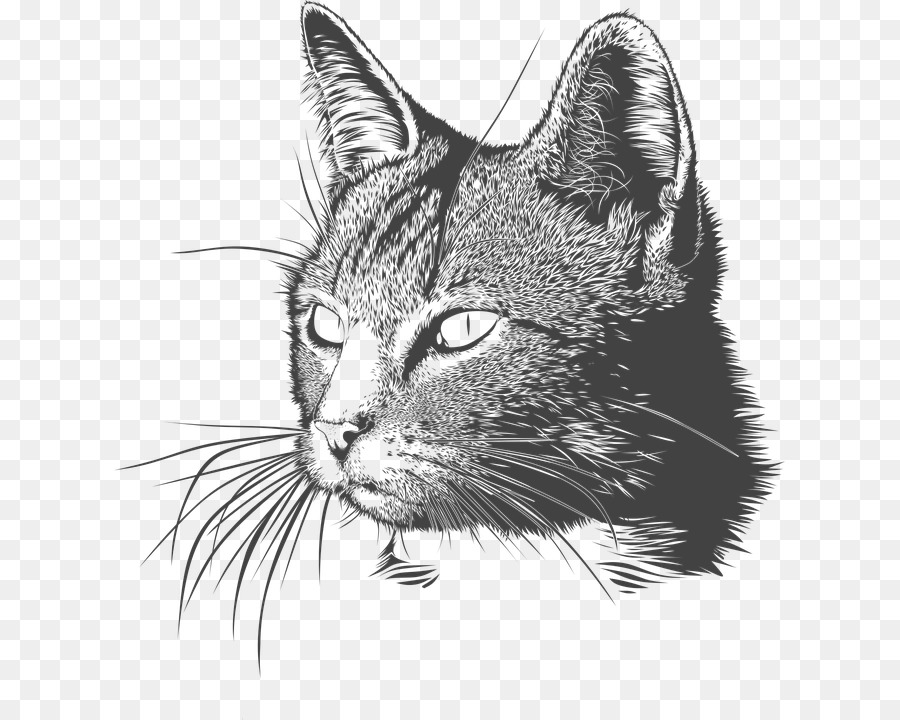 Chat，Animal De Compagnie PNG