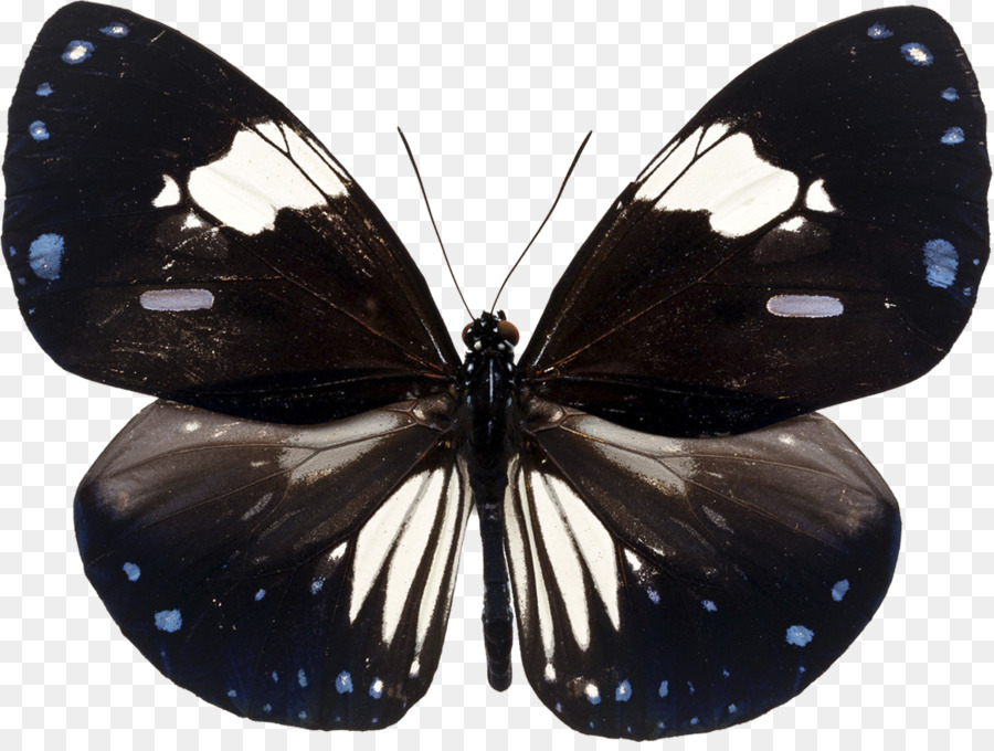 Brushfooted Papillons，Papillon PNG