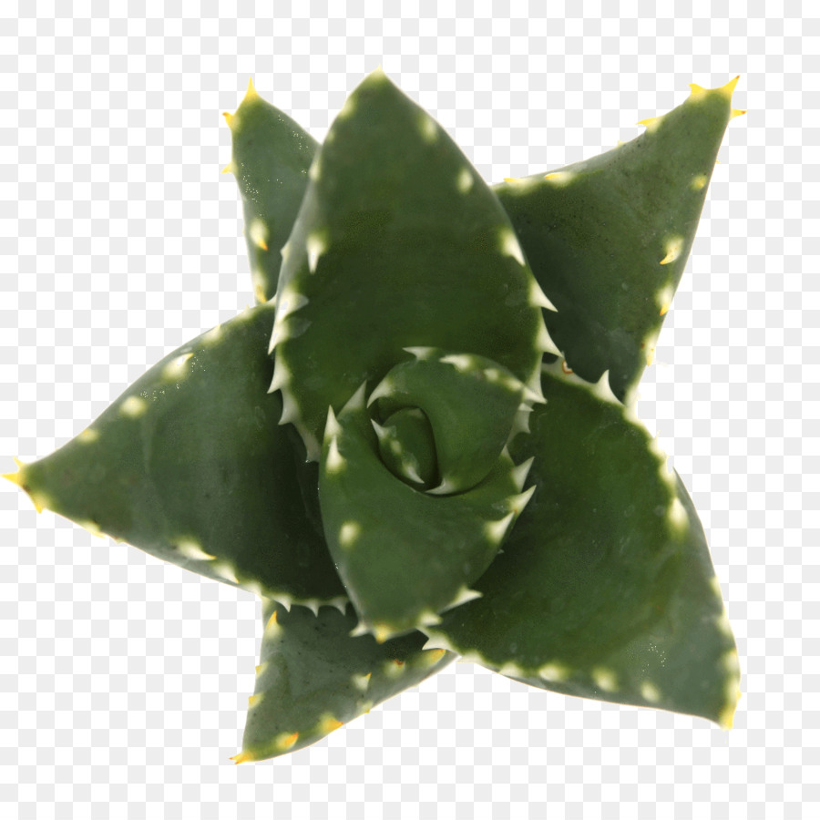 Plante Succulente Verte，Épineux PNG