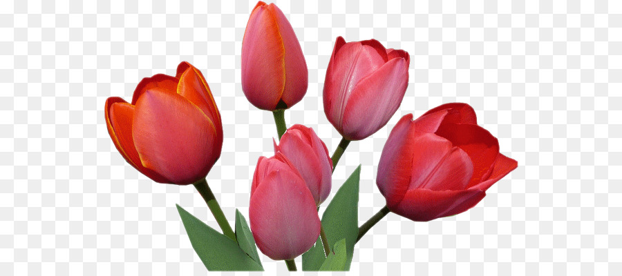 Tulip，Les Fleurs Coupées PNG