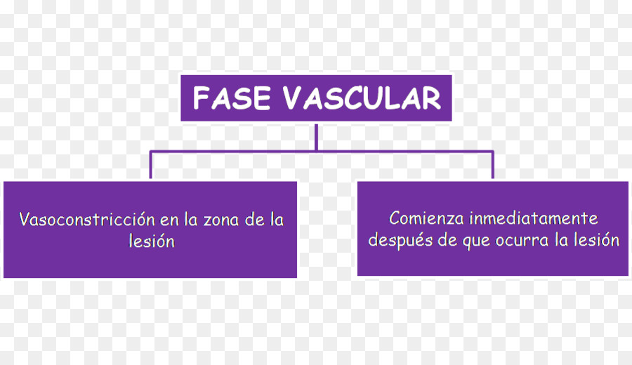 L Hémostase，Des Vaisseaux Sanguins PNG