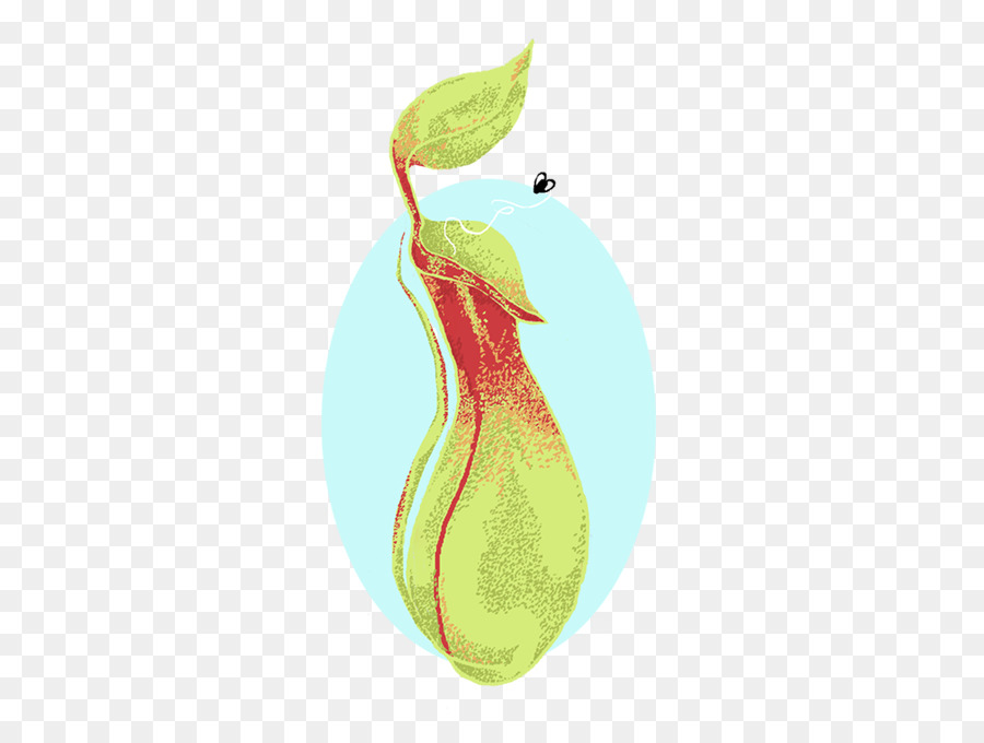 Poire，Fruit PNG