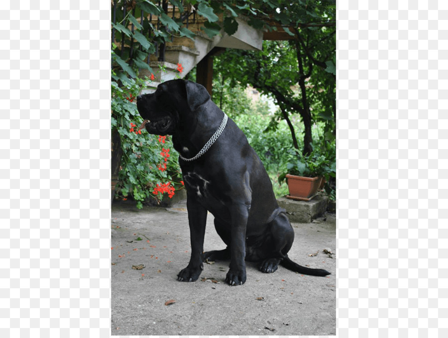 Le Labrador Retriever，Patterdale Terrier PNG