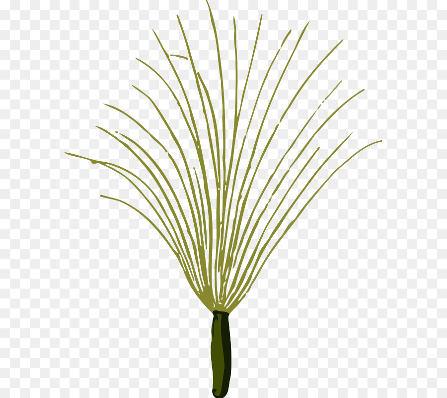 Köhler De Plantes Médicinales，Plantes Médicinales PNG