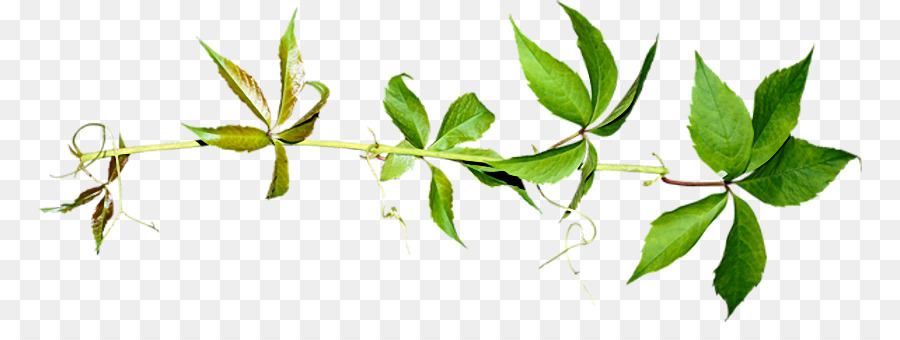 Plante Verte，Bifurquer PNG