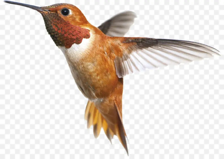 Colibri，Oiseau PNG