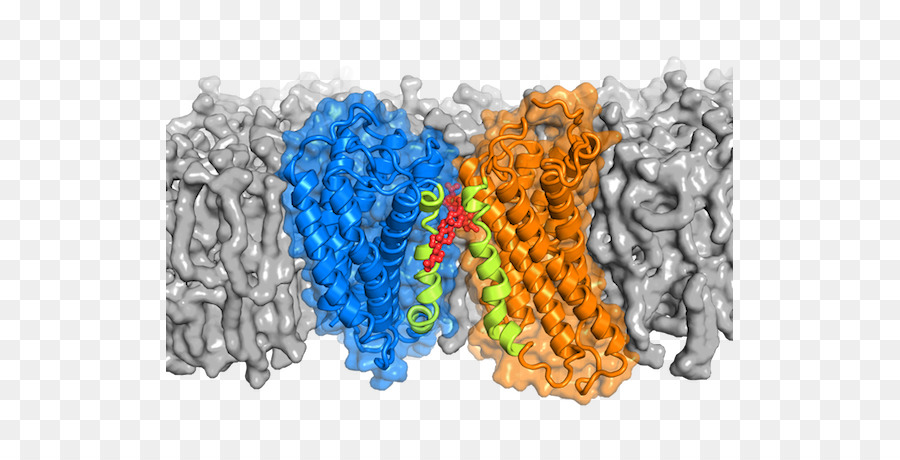 G Proteincoupled Récepteur，Récepteur PNG