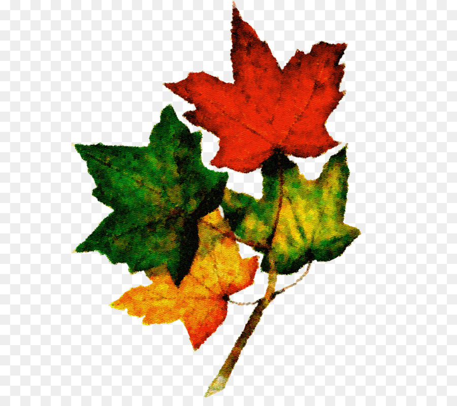 Feuilles D'érable，Automne PNG