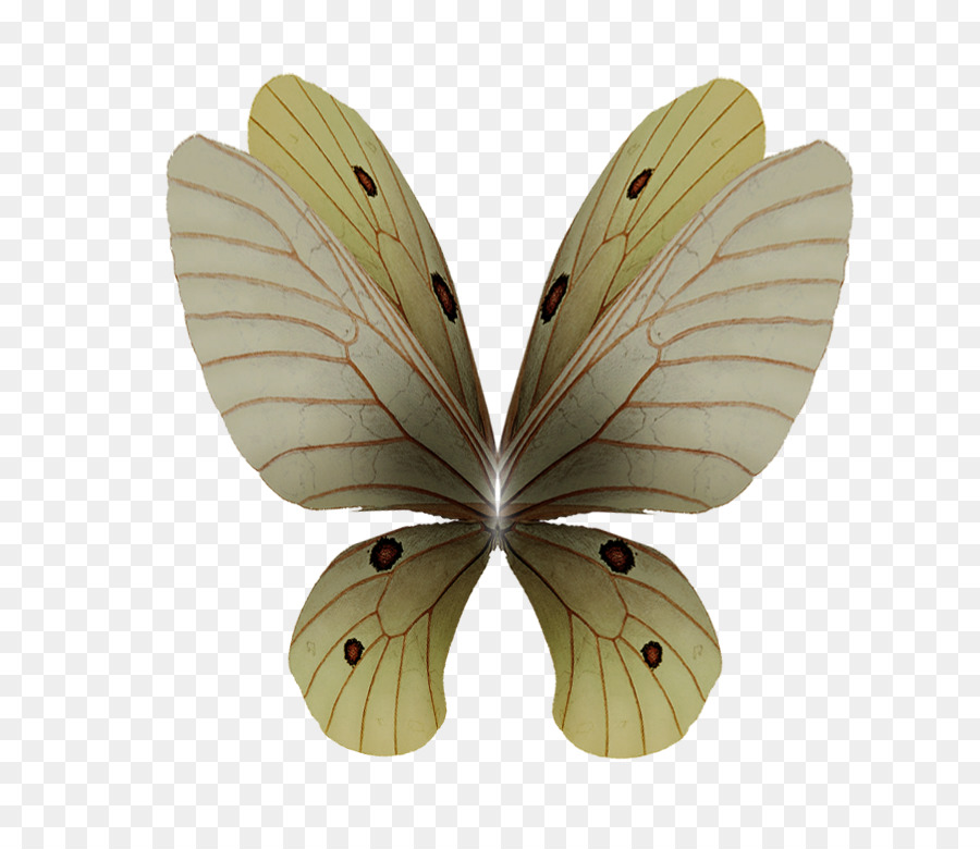 Ver à Soie，Papillon PNG