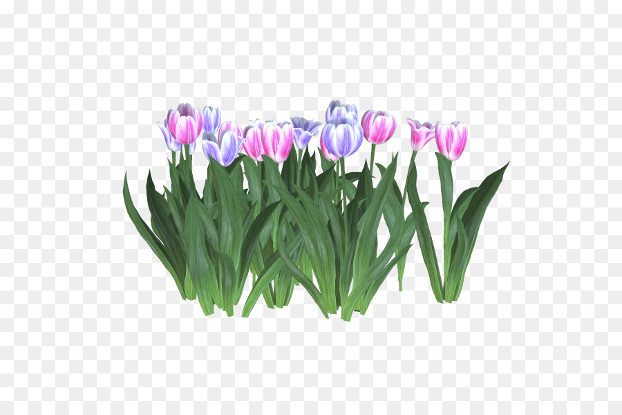 Fleurs Colorées，Tulipe PNG