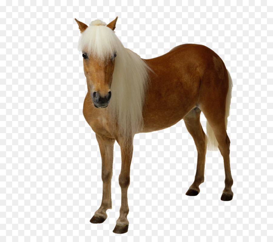 Poney，Cheval PNG