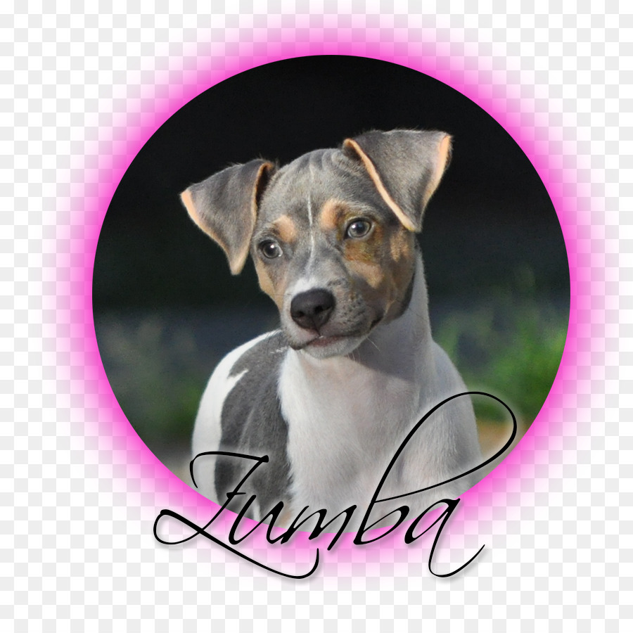 Portrait De Chien，Animal De Compagnie PNG