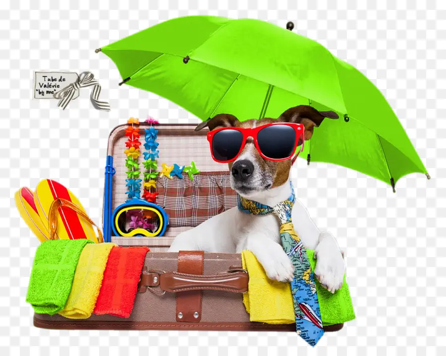 Vacances，Terrier De Jack Russell PNG