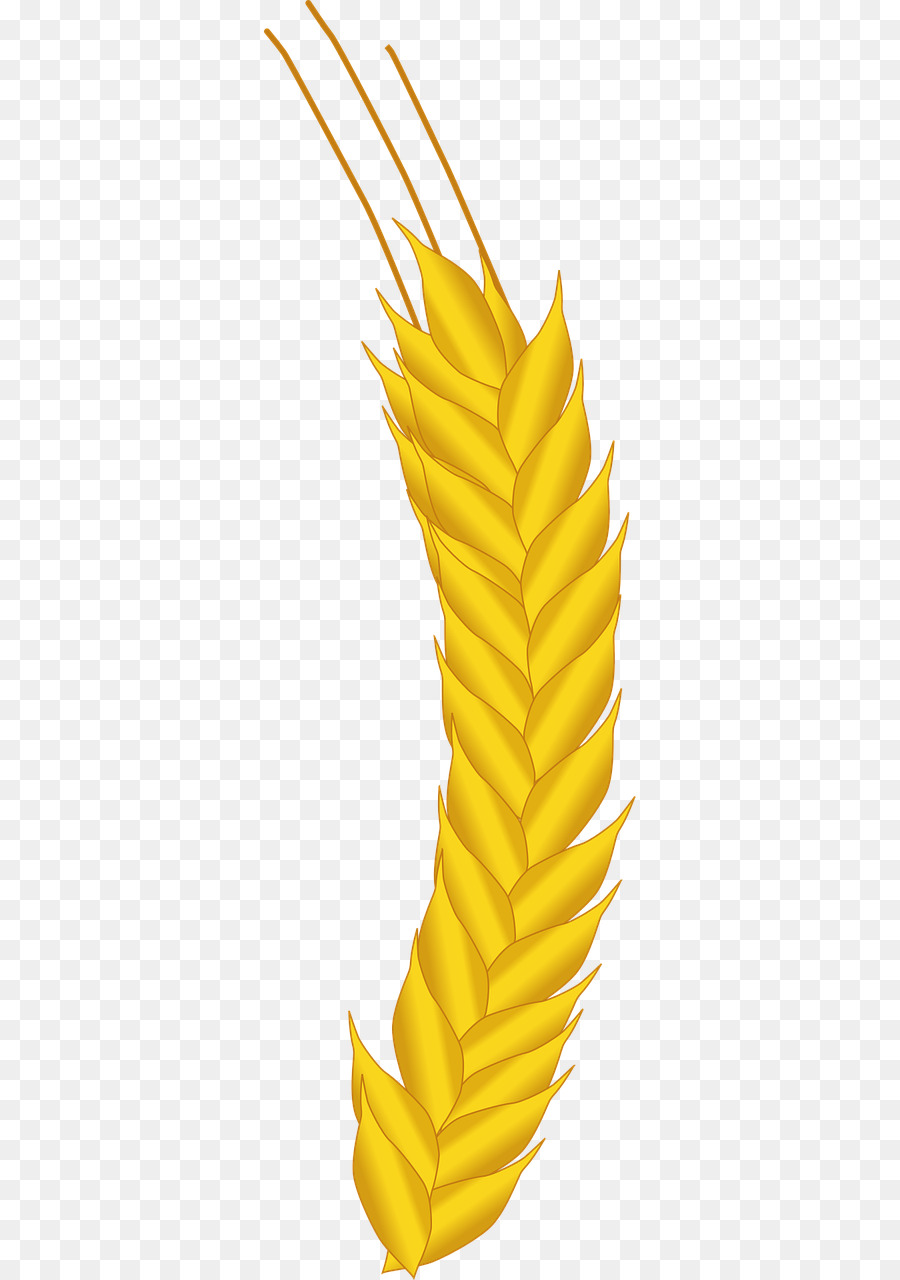 Blé，Grain PNG