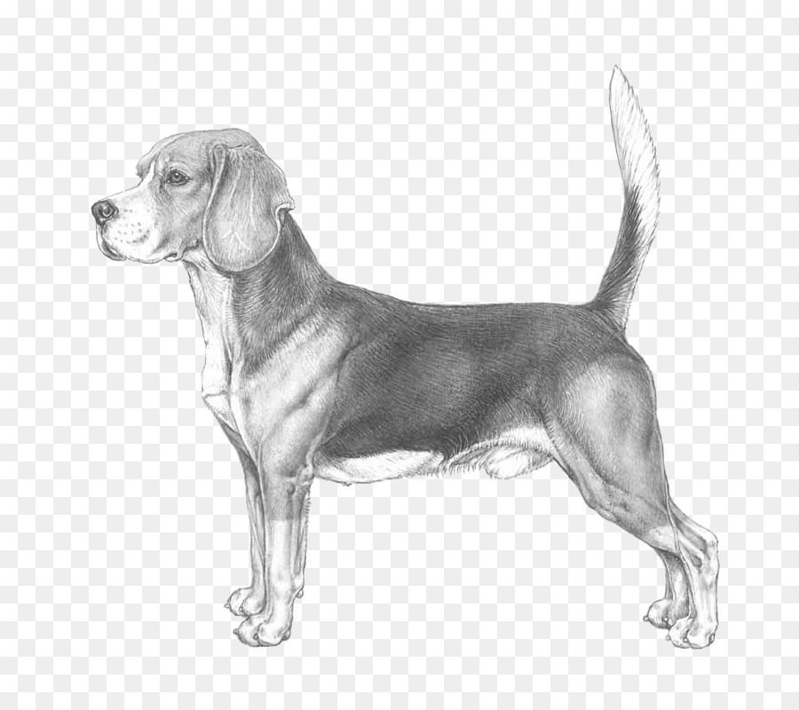 Beagle，Foxhound Anglais PNG