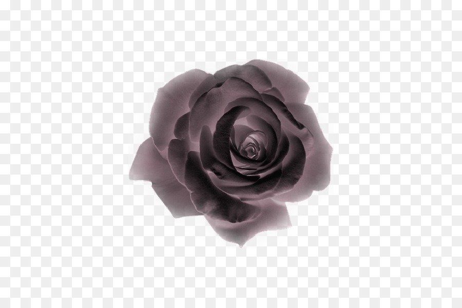 Rose Noire，Sombre PNG