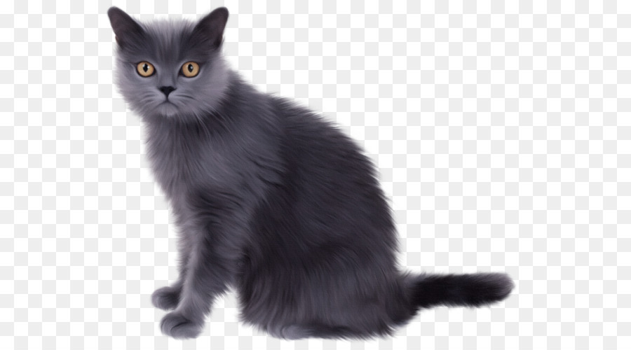 Chat Blanc，Duveteux PNG