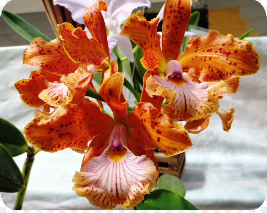 Des Orchidées Cattleya，Rhynchostylis PNG