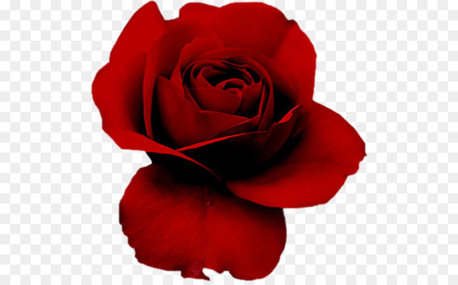 Rose Rouge，Feuilles PNG