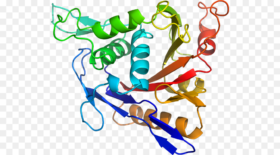 Structure Des Protéines，Molécule PNG