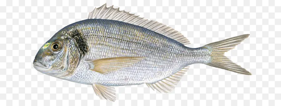 Poisson，Mer PNG