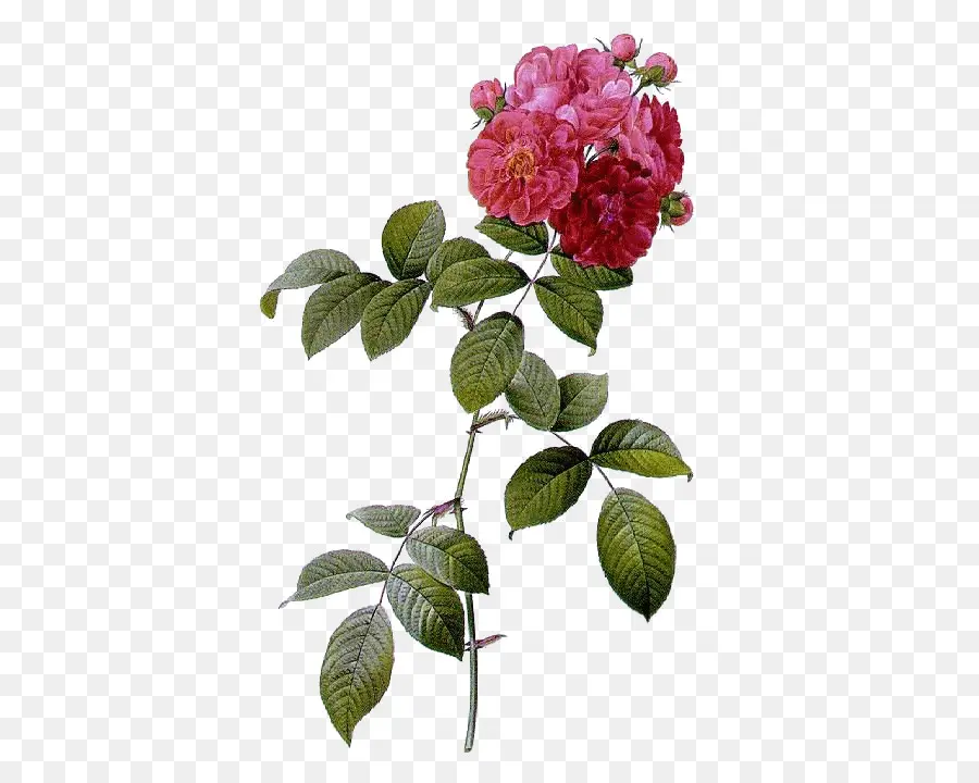 Multiflora Rose，Les Roses PNG