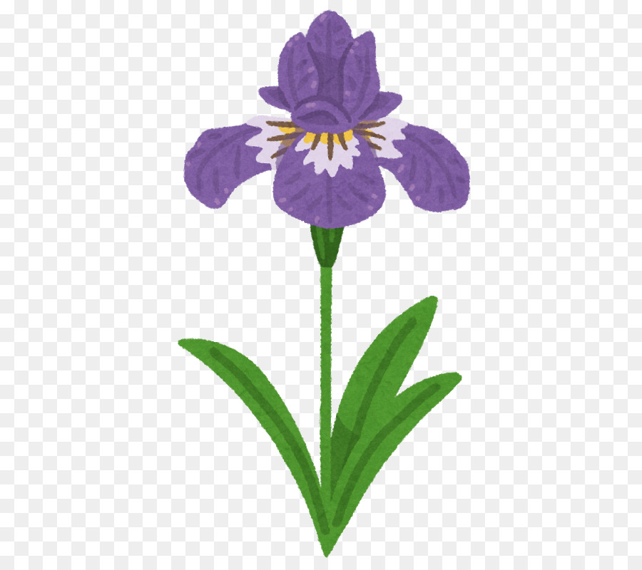 Iris Violet，Usine PNG