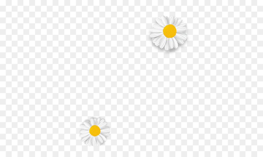 Marguerites，Blanc PNG