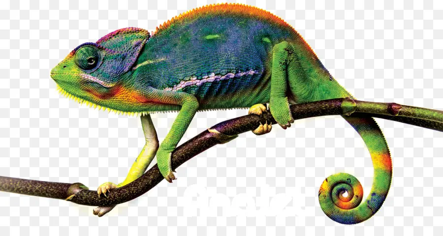 Caméléon，Bifurquer PNG