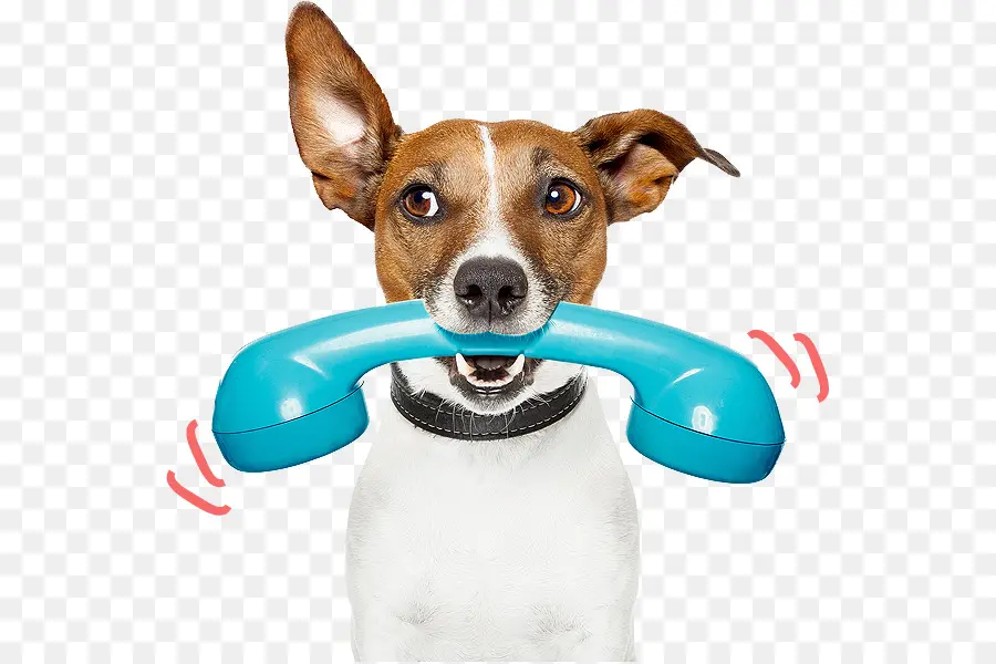 Chien，Téléphone PNG