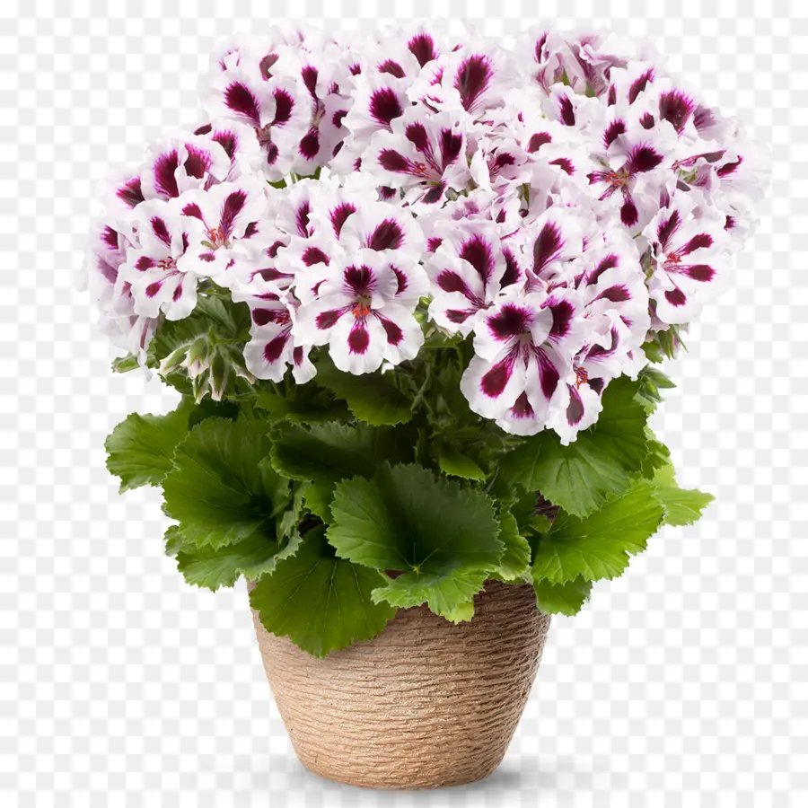 Fleurs En Pot，Usine PNG