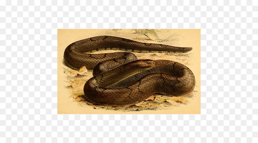 Boa Constrictor，Crotale PNG