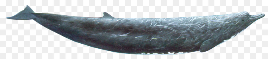 Baleine，Océan PNG