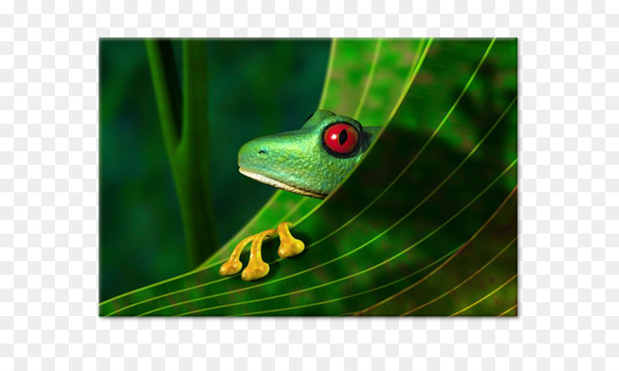 La Forêt Amazonienne，Grenouille PNG