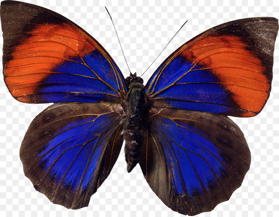 Papillon Noir，Ailes PNG