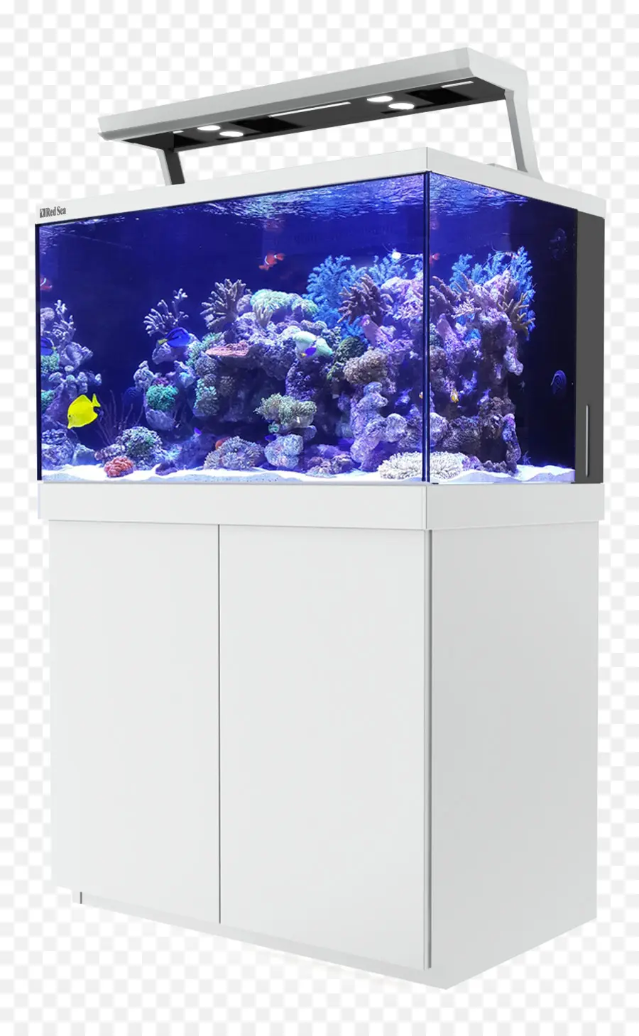 Aquarium，Vie Marine PNG