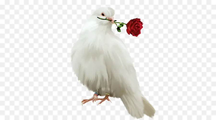 Colombe Avec Rose，Paix PNG