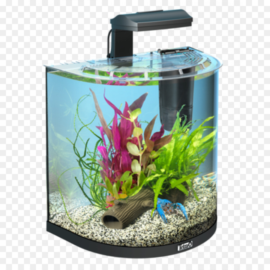 Tetra，Aquarium PNG