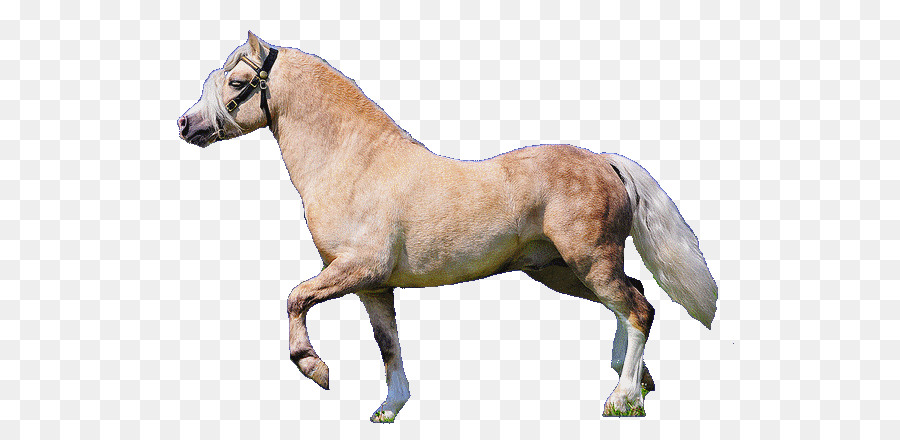 Cheval，Brun PNG