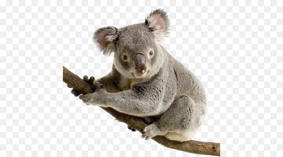 Koala，Ours PNG