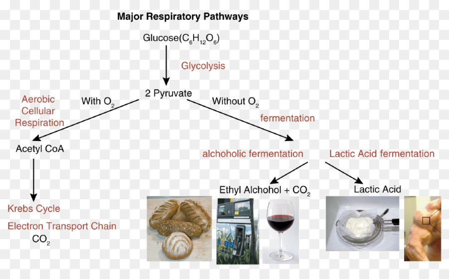 Voies Respiratoires，Glycolyse PNG