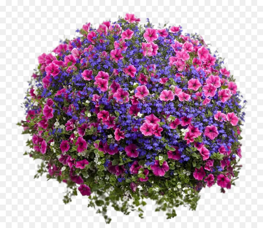 Fleurs，Épanouissement PNG