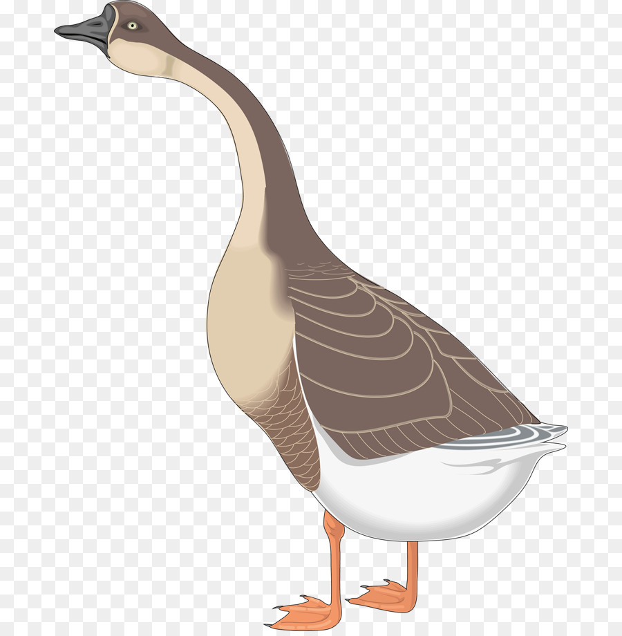 Oie，Canada Goose PNG