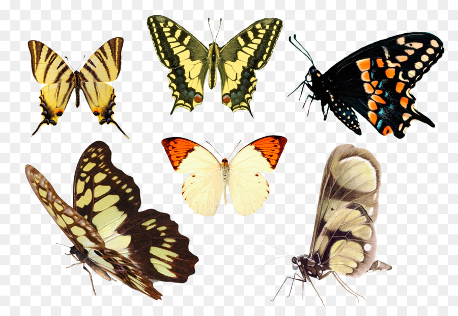 Ailes De Papillon，Coloré PNG