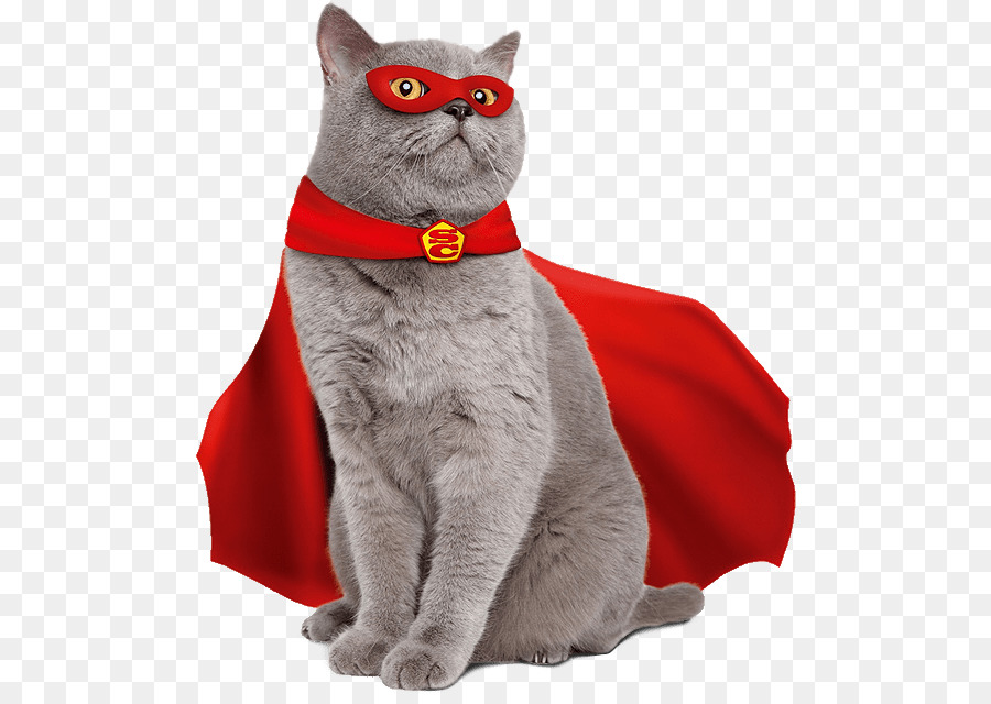 Chartreux Le British Shorthair Europeen Shorthair Png Chartreux Le British Shorthair Europeen Shorthair Transparentes Png Gratuit