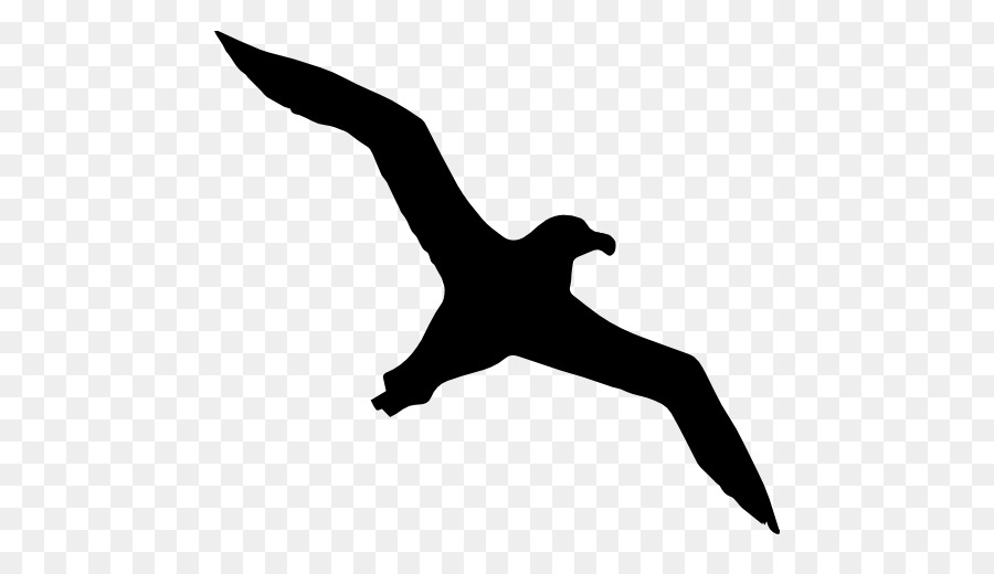 Oiseau Noir，Vol PNG